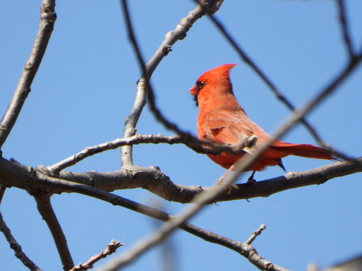 Northern Cardinal - ML633614036