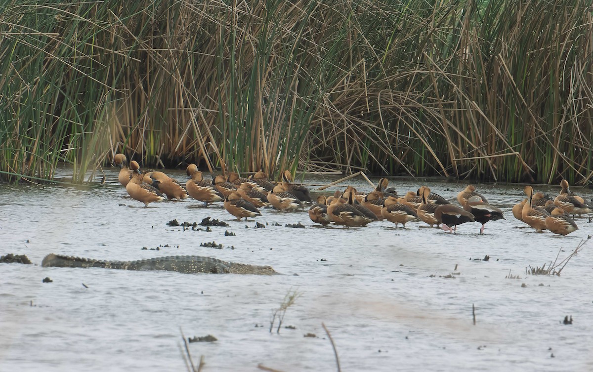 Fulvous Whistling-Duck - ML633614058