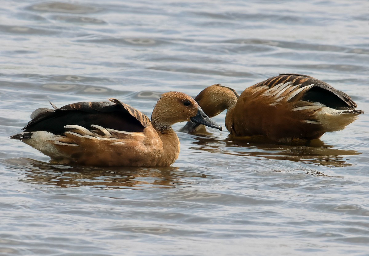 Fulvous Whistling-Duck - ML633614059