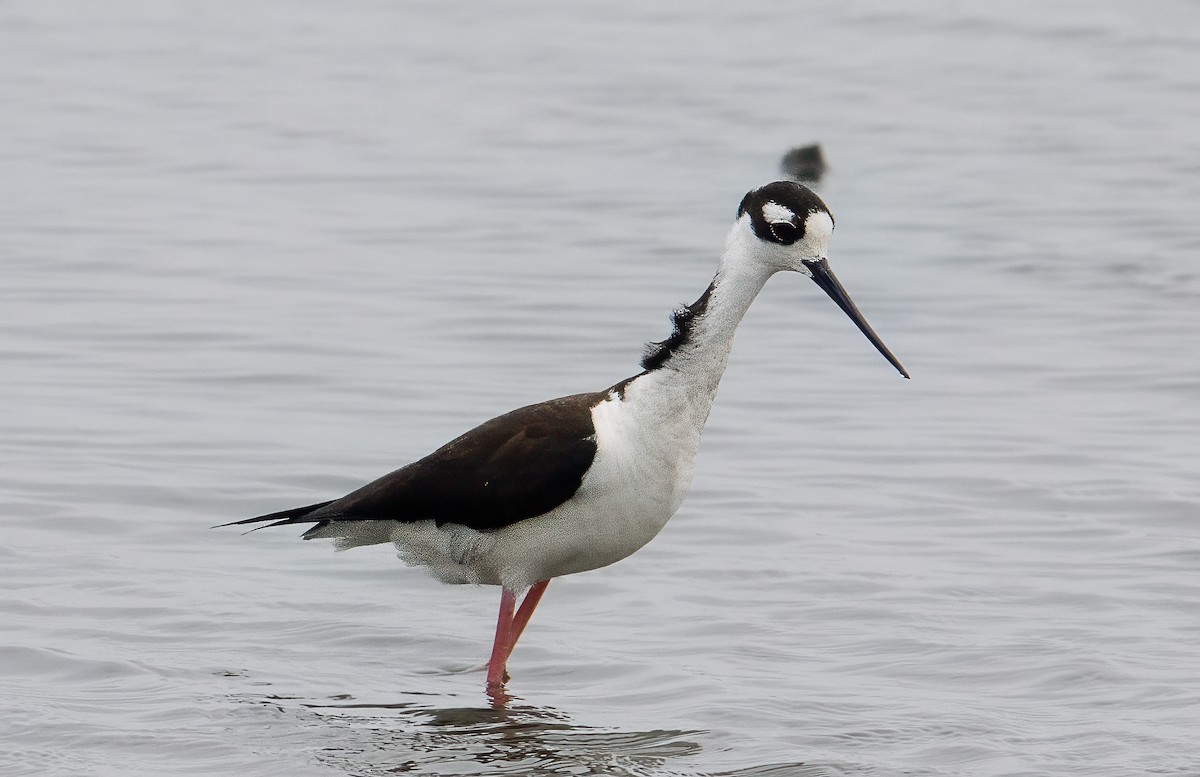 Black-necked Stilt - ML633614100