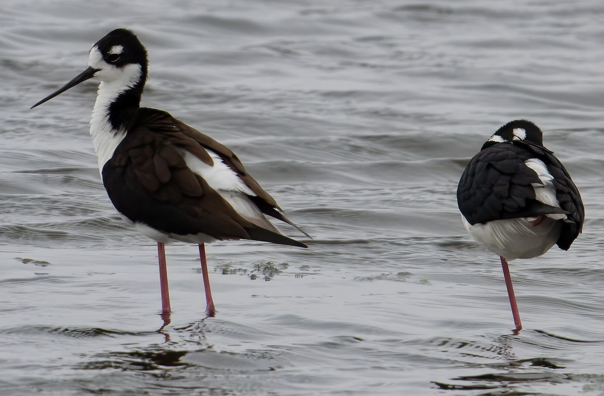 Black-necked Stilt - ML633614101