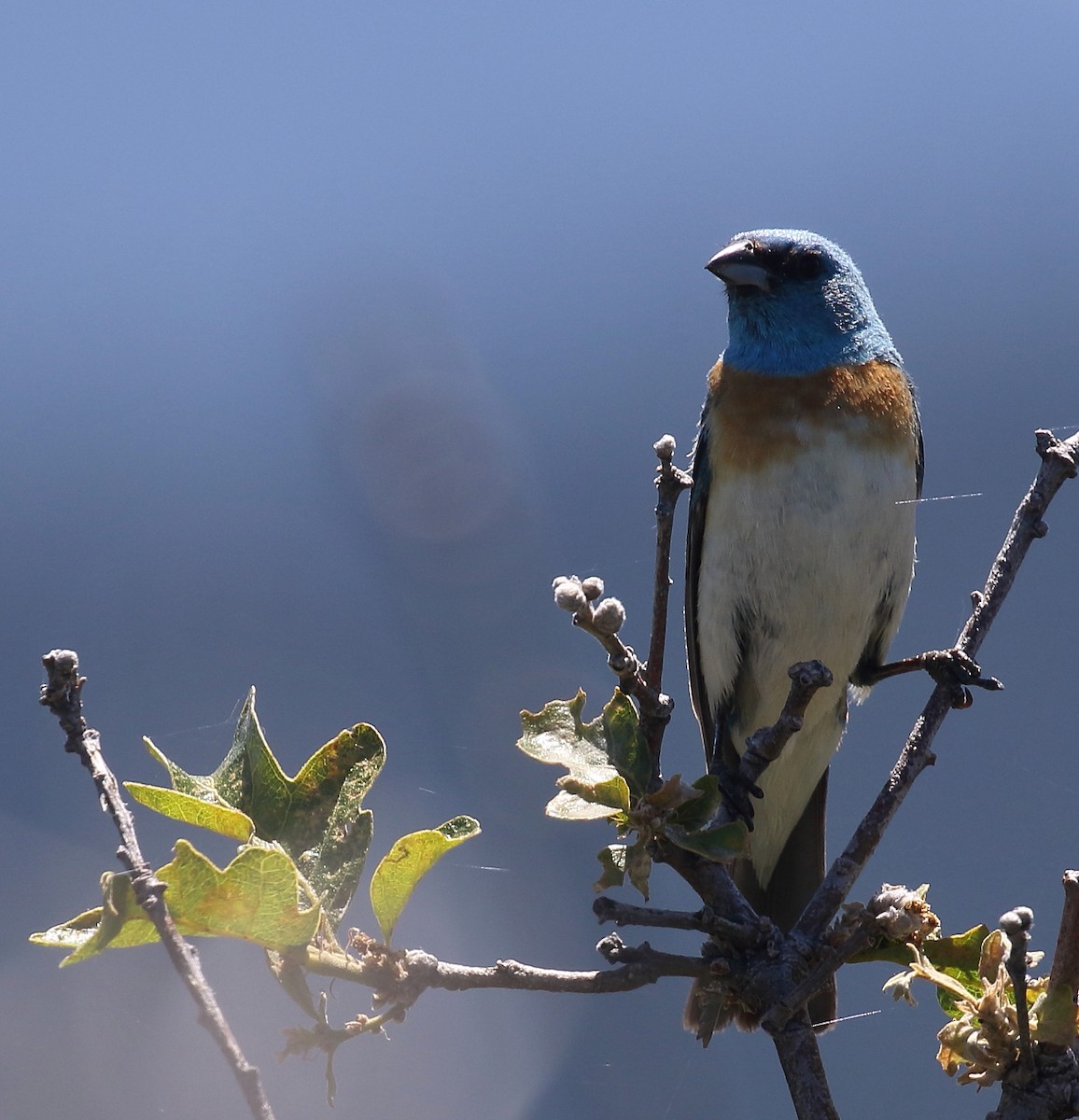 Lazuli Bunting - ML63361411