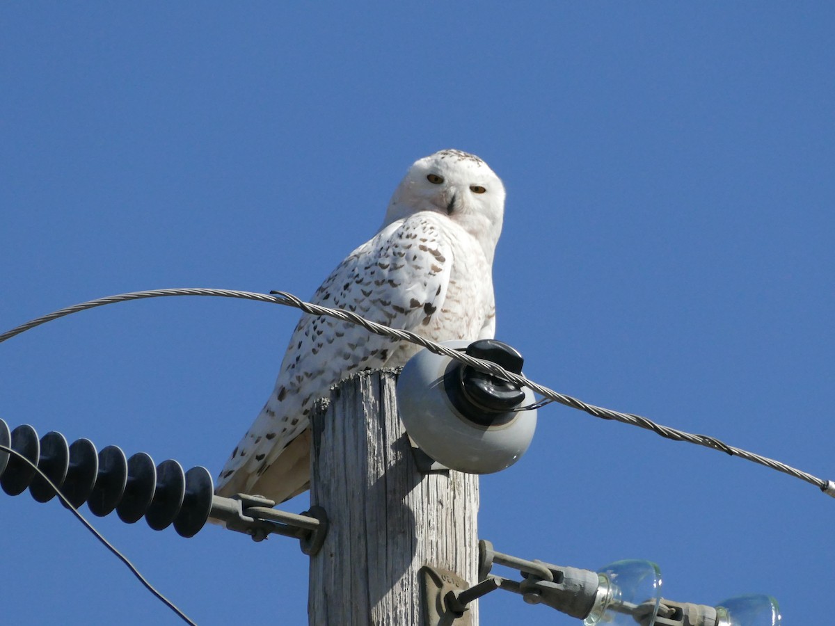Snowy Owl - ML633614116