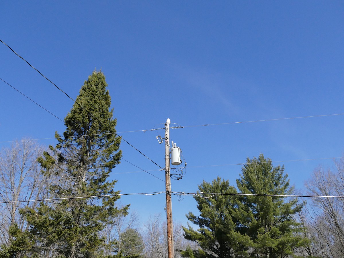 Snowy Owl - ML633614117