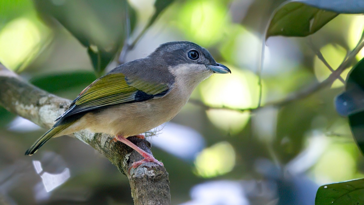 White-browed Shrike-Babbler - ML633614121