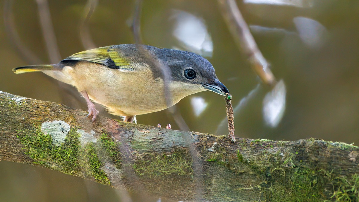 White-browed Shrike-Babbler - ML633614128