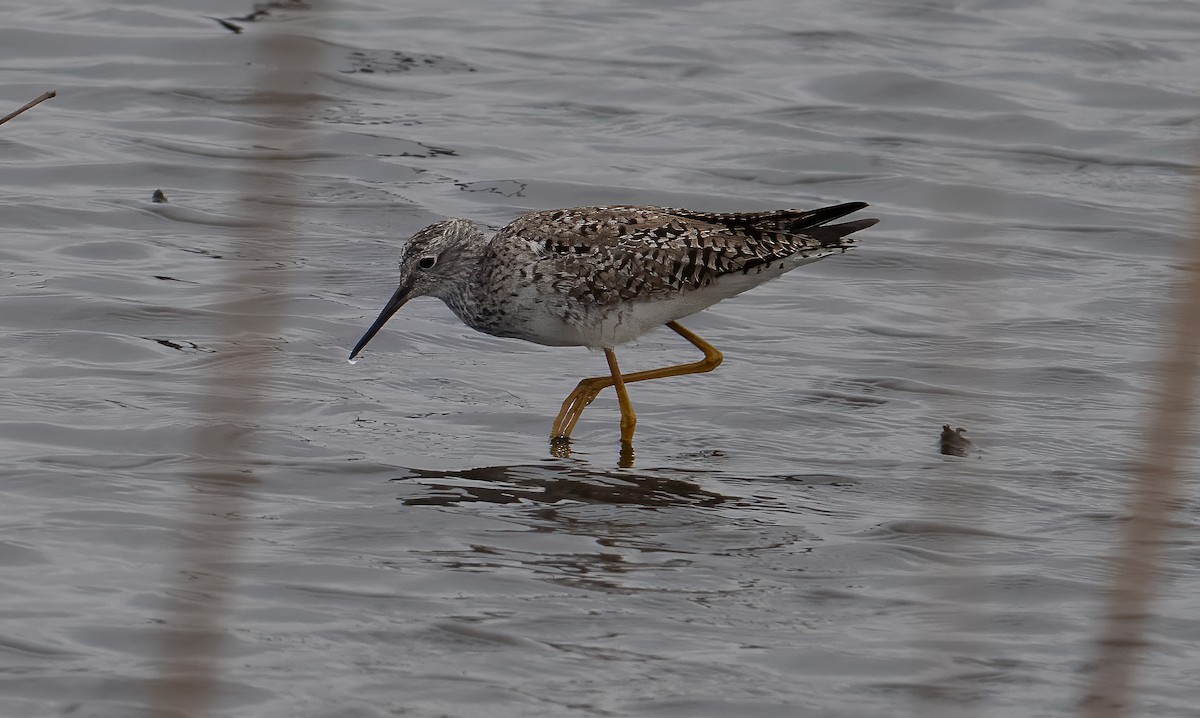 Lesser Yellowlegs - ML633614150