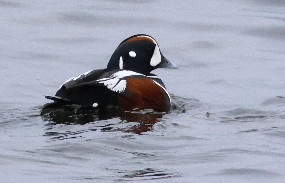 Harlequin Duck - ML633614158