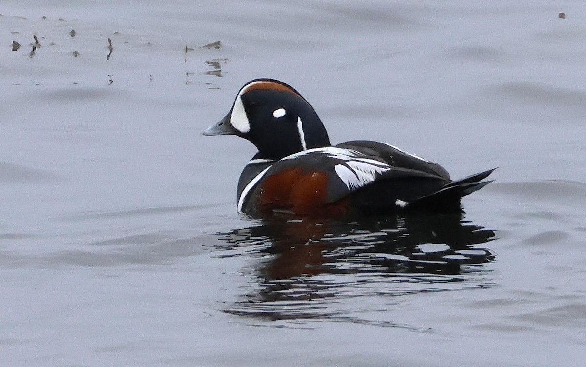Harlequin Duck - ML633614159