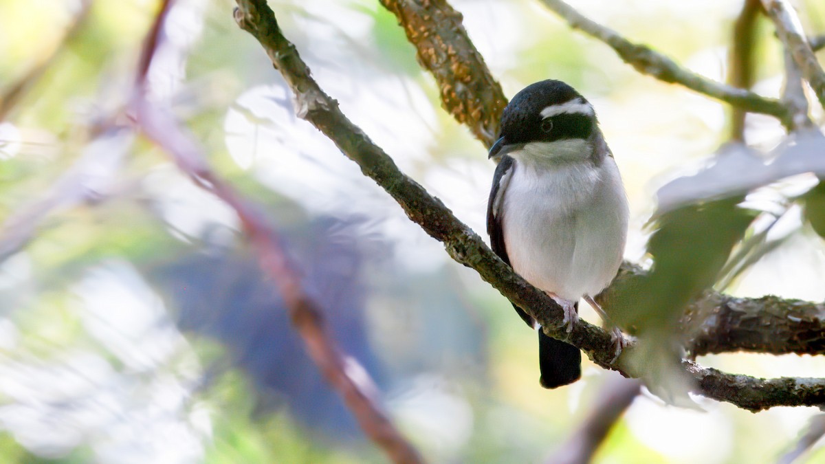 White-browed Shrike-Babbler - ML633614164