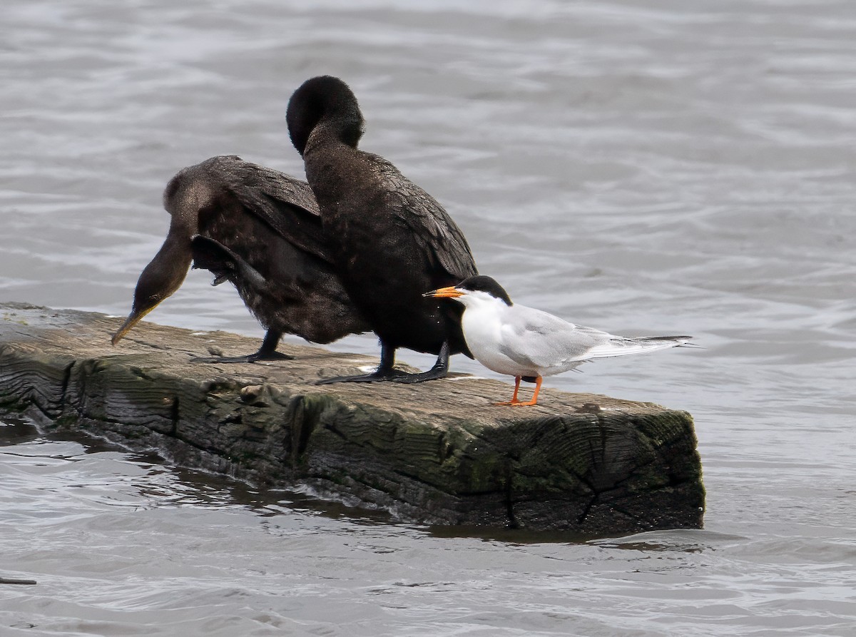 Forster's Tern - ML633614179