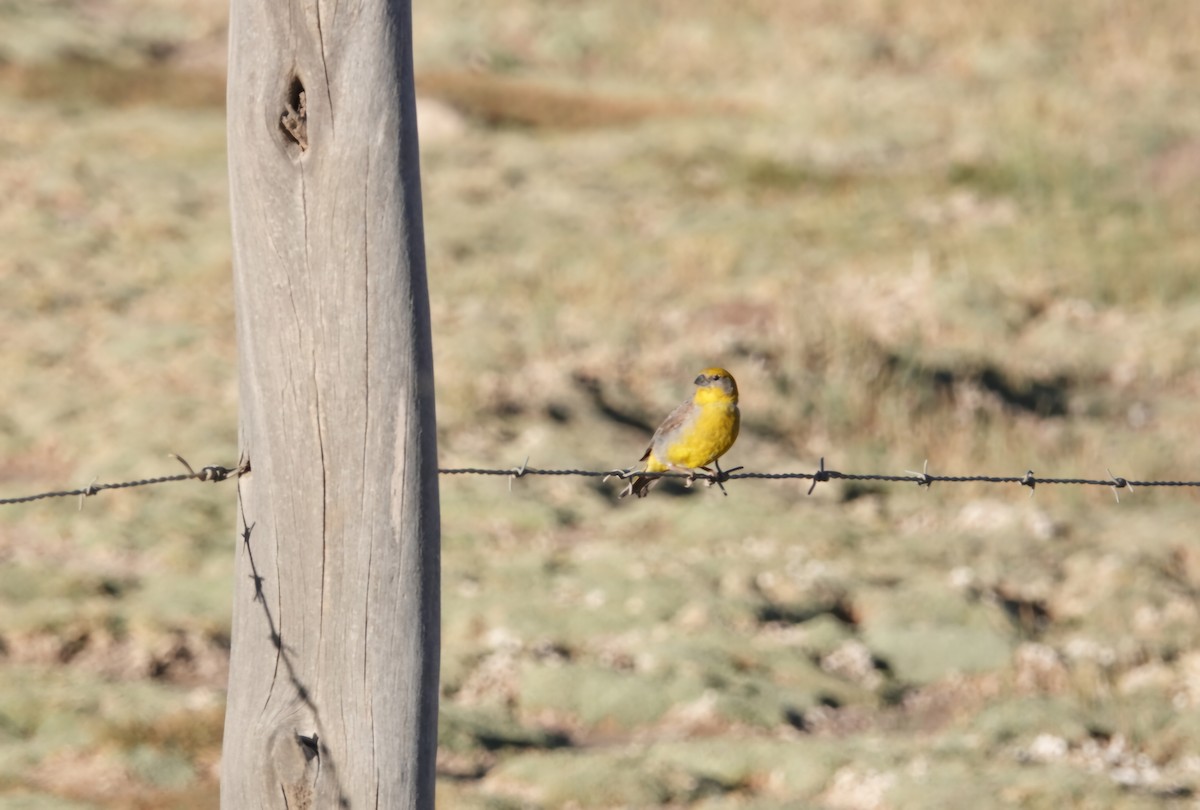 Bright-rumped Yellow-Finch - ML633614211