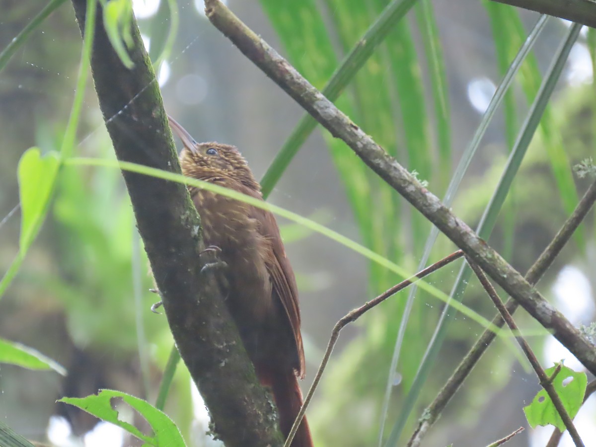 Brown-billed Scythebill - ML633614216