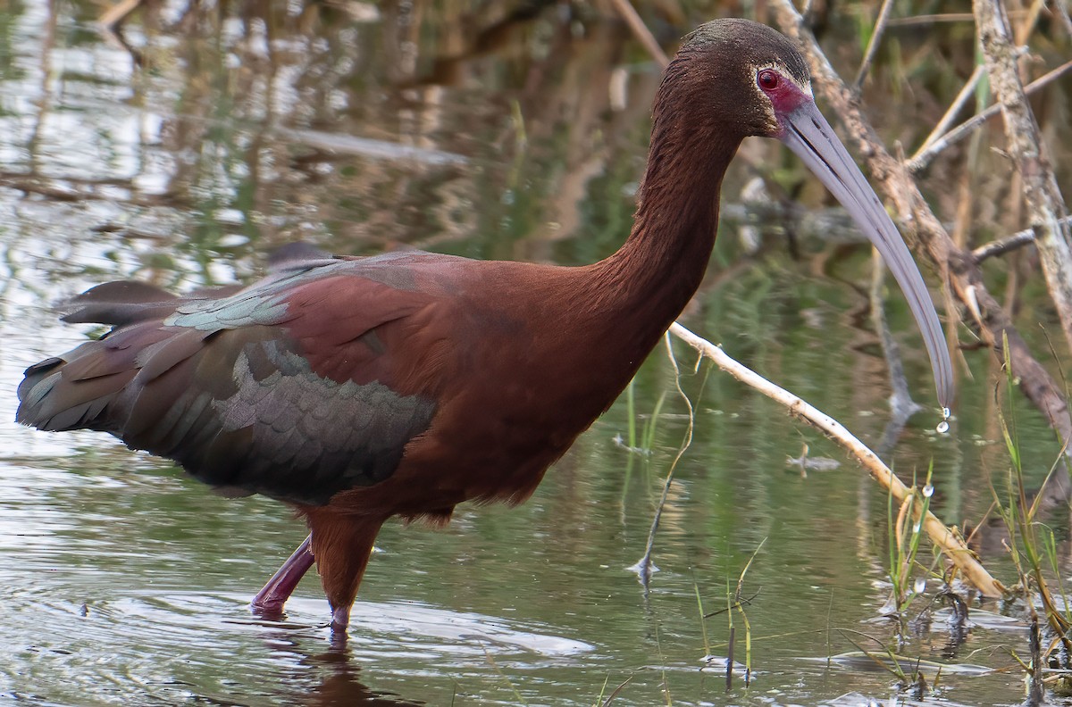 White-faced Ibis - ML633614220