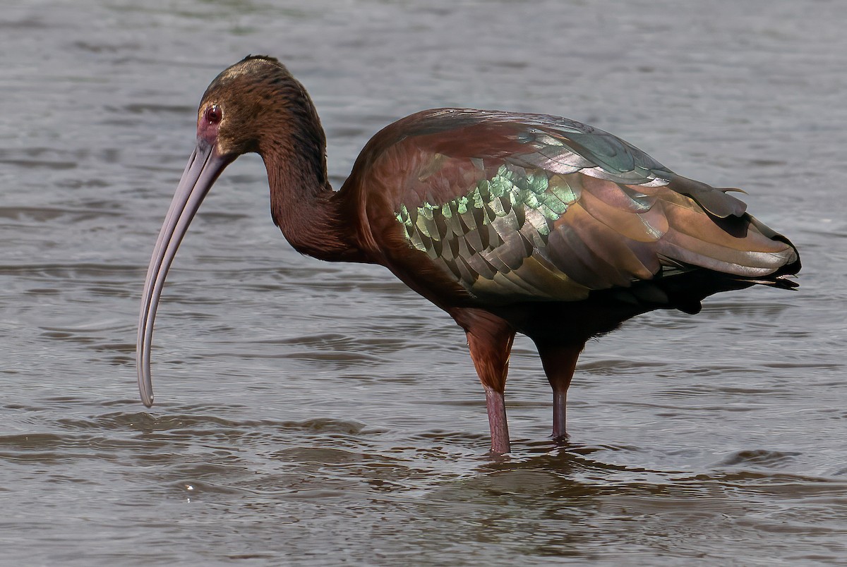 White-faced Ibis - ML633614221