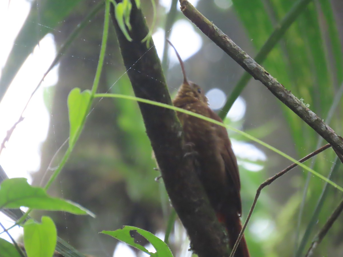 Brown-billed Scythebill - ML633614230