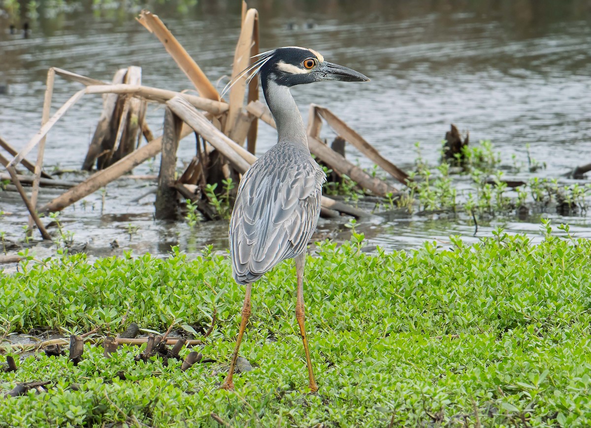 Yellow-crowned Night Heron - ML633614235