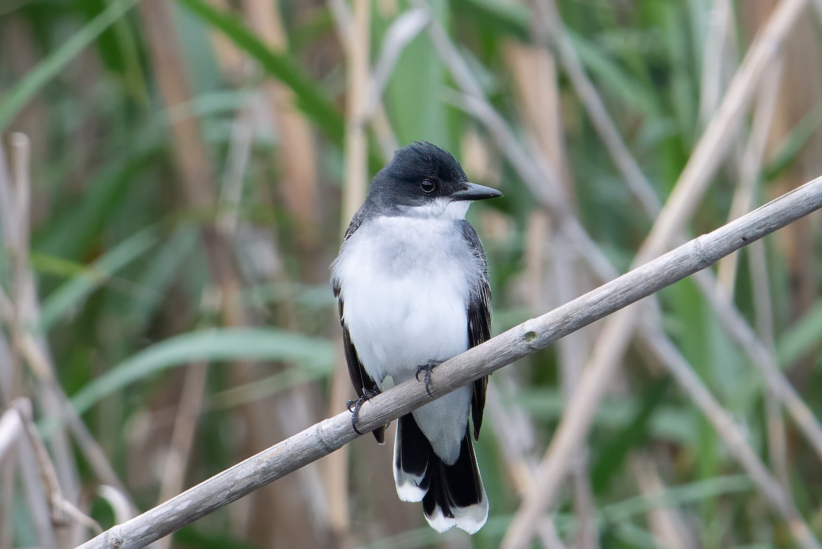 Eastern Kingbird - ML633614287