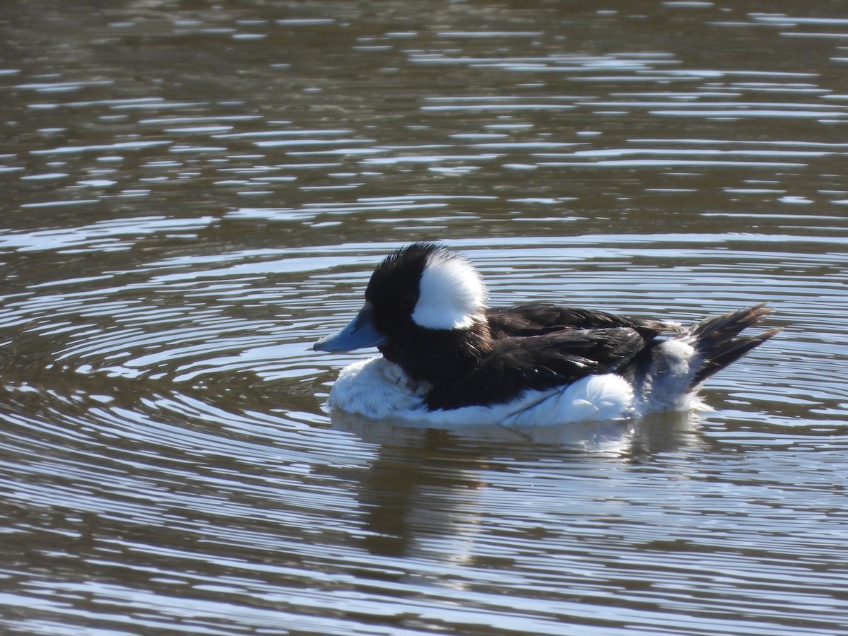 Bufflehead - ML633614407