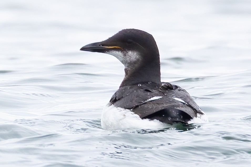 Guillemot de Brünnich - ML633614476