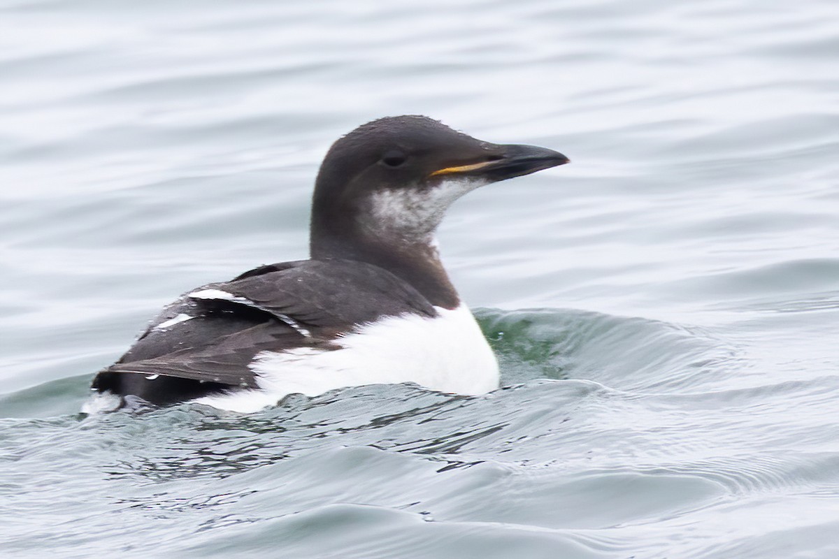 Guillemot de Brünnich - ML633614482