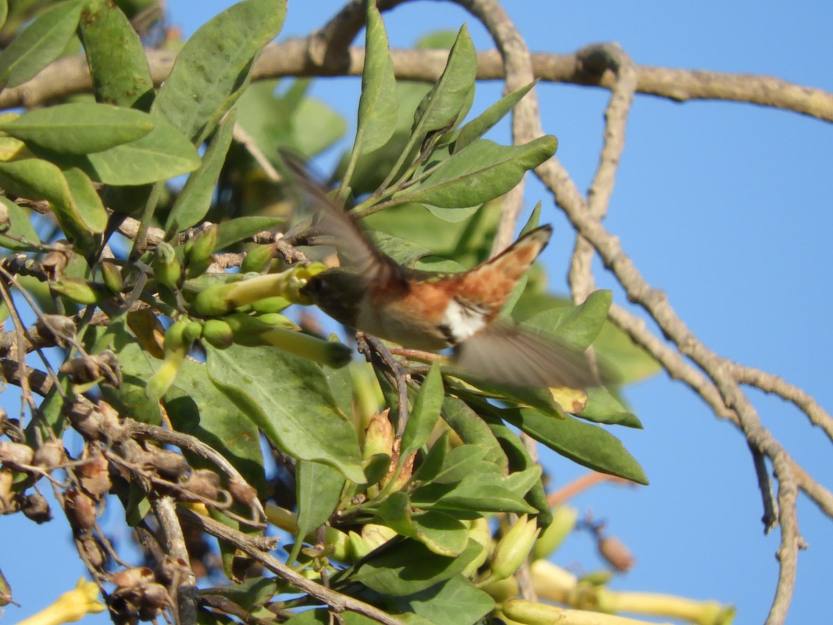 Colibri d'Allen - ML633614492