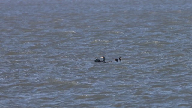 Cormorán Orejudo - ML633614510