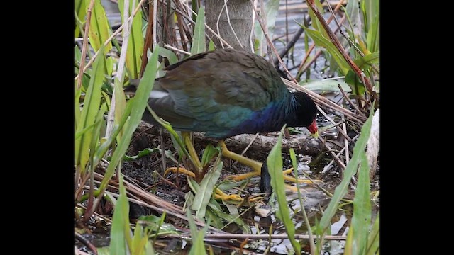 Purple Gallinule - ML633614541