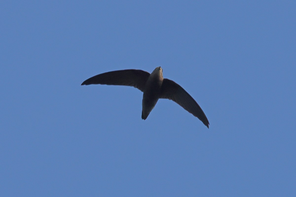 Sick's Swift - ML633614573