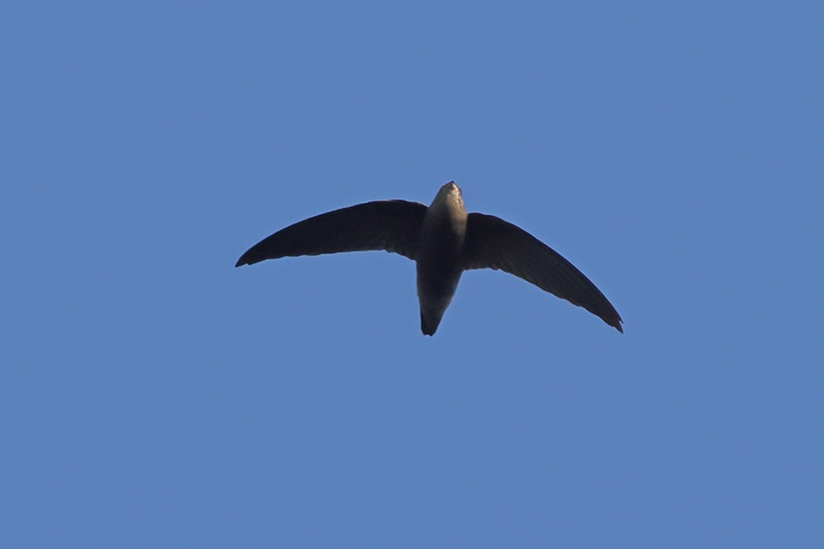 Sick's Swift - ML633614574