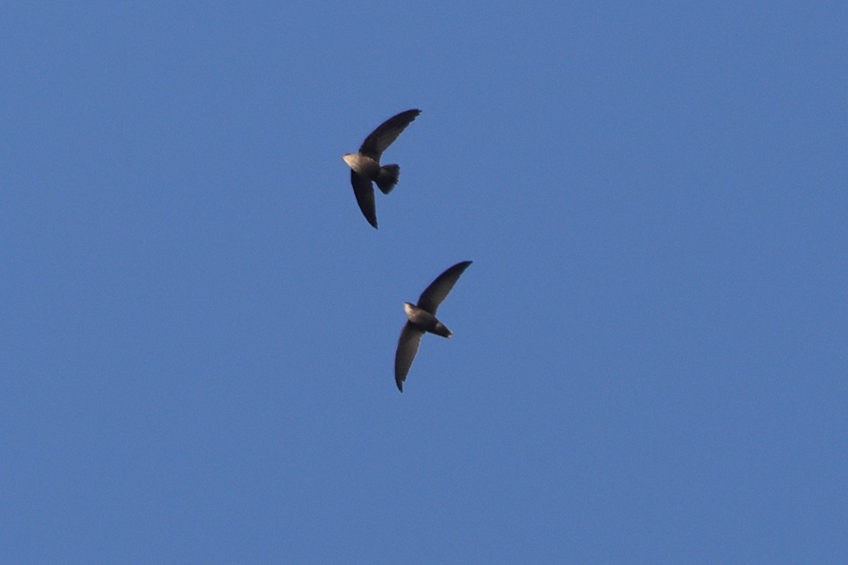 Sick's Swift - ML633614575