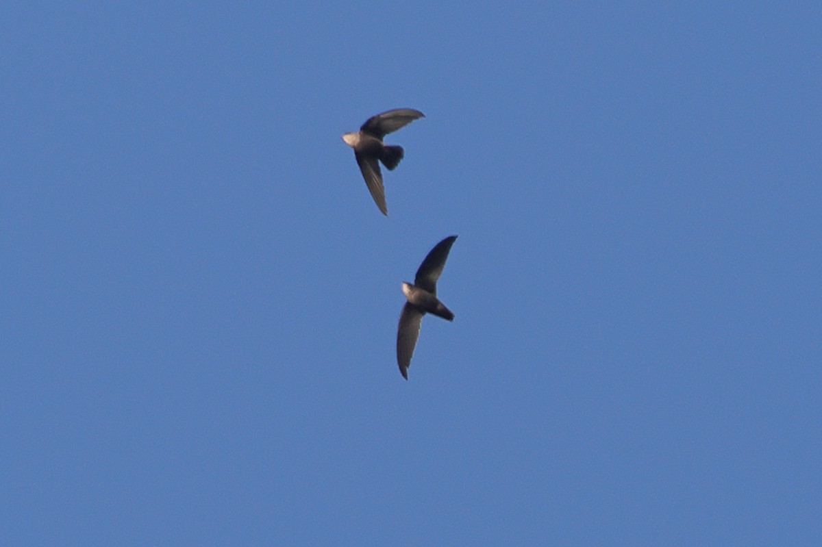 Sick's Swift - ML633614577
