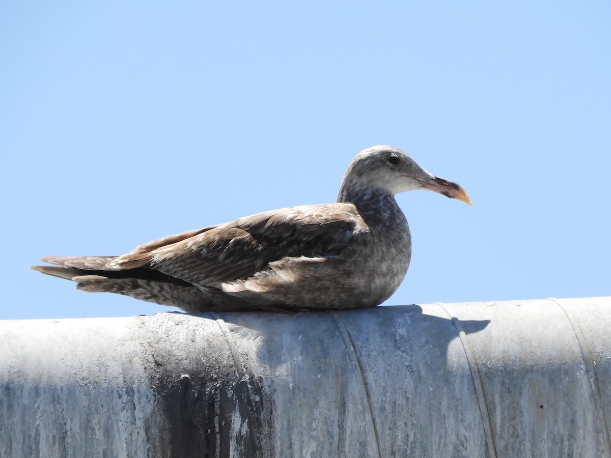 Goéland d'Audubon - ML633614583