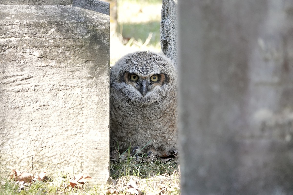 Great Horned Owl - ML633614958