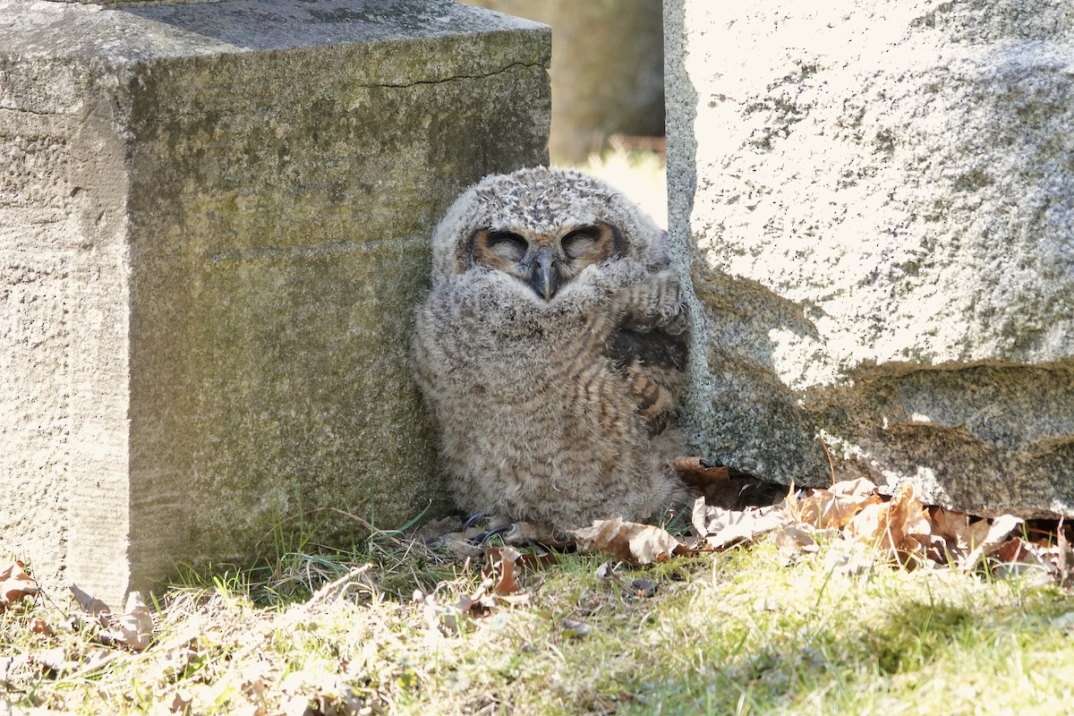 Great Horned Owl - ML633614962