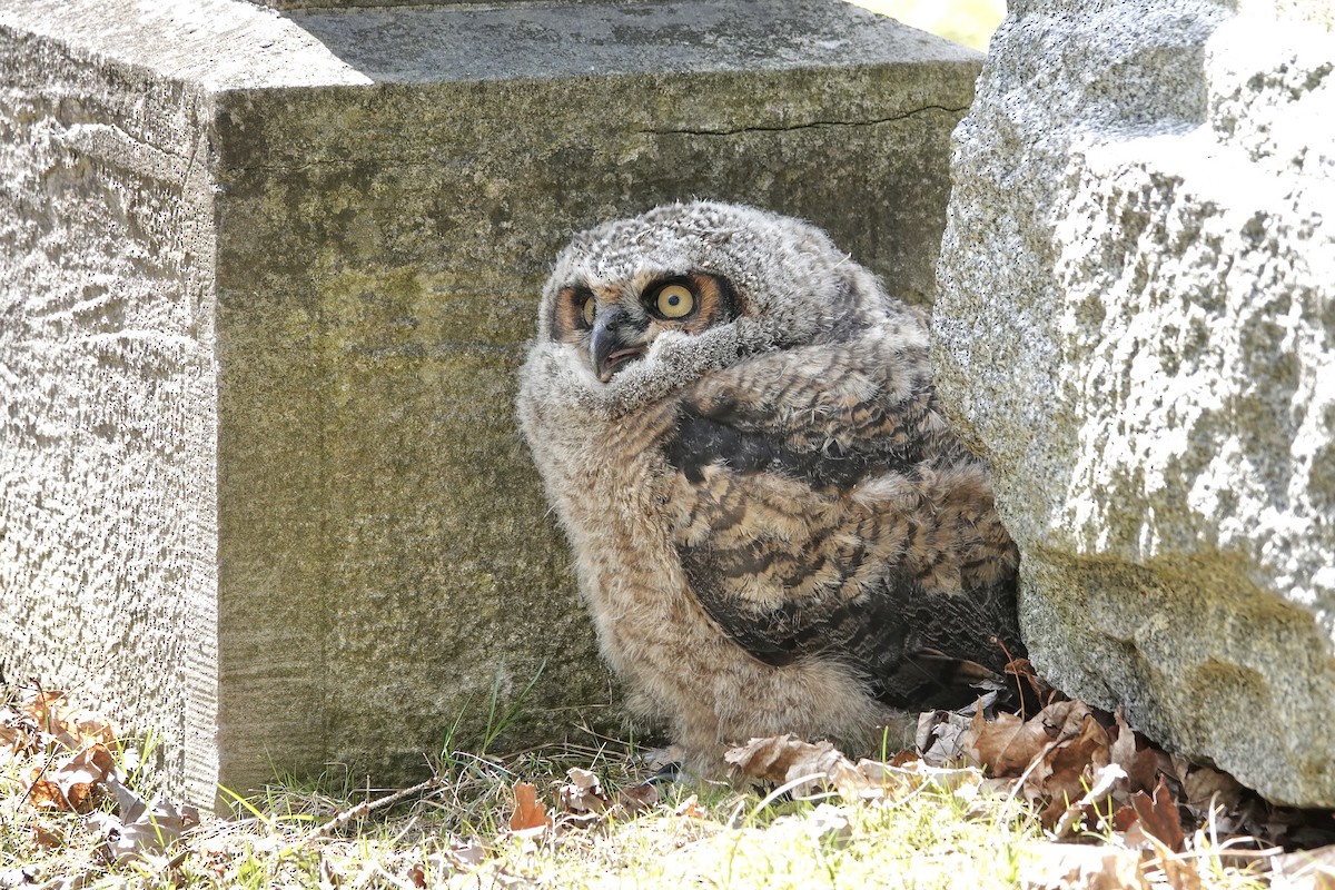 Great Horned Owl - ML633614963