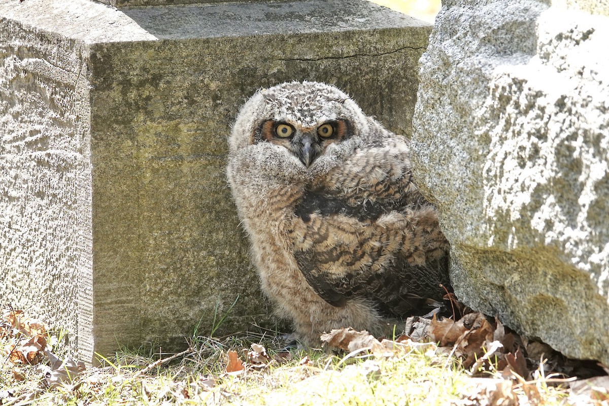 Great Horned Owl - ML633614964