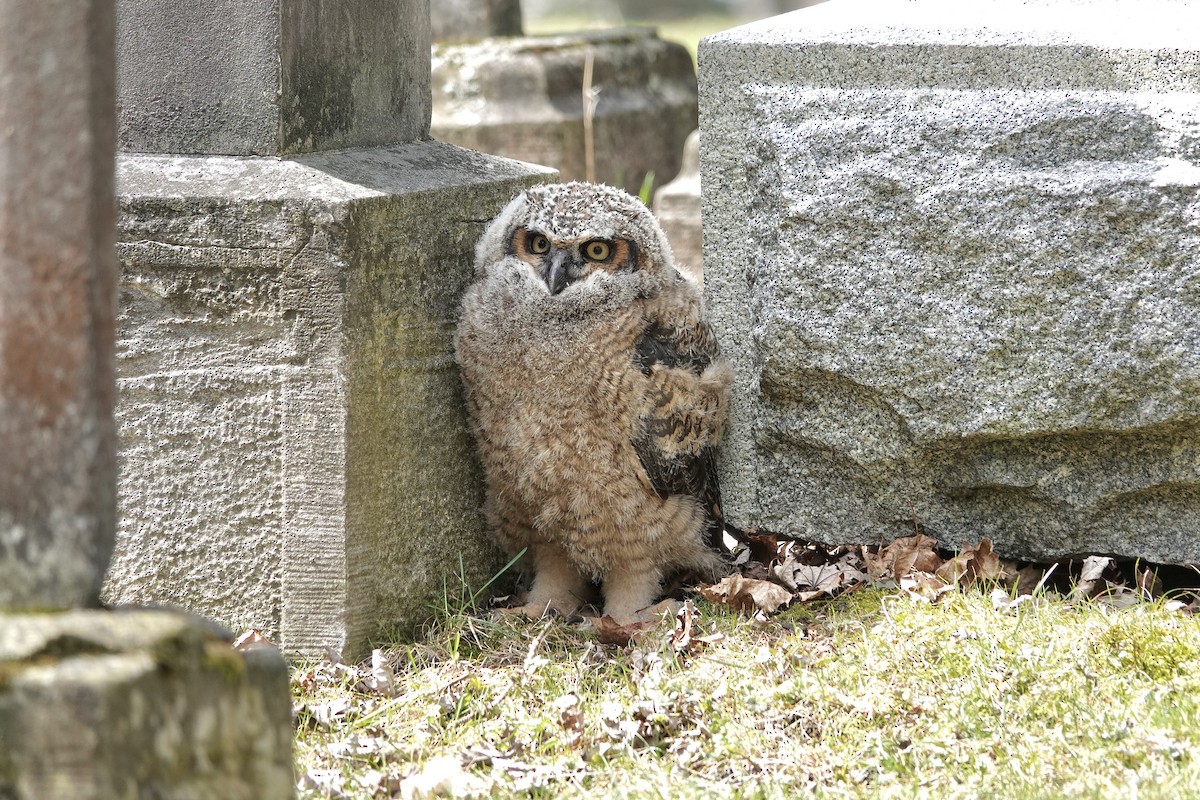 Great Horned Owl - ML633614965