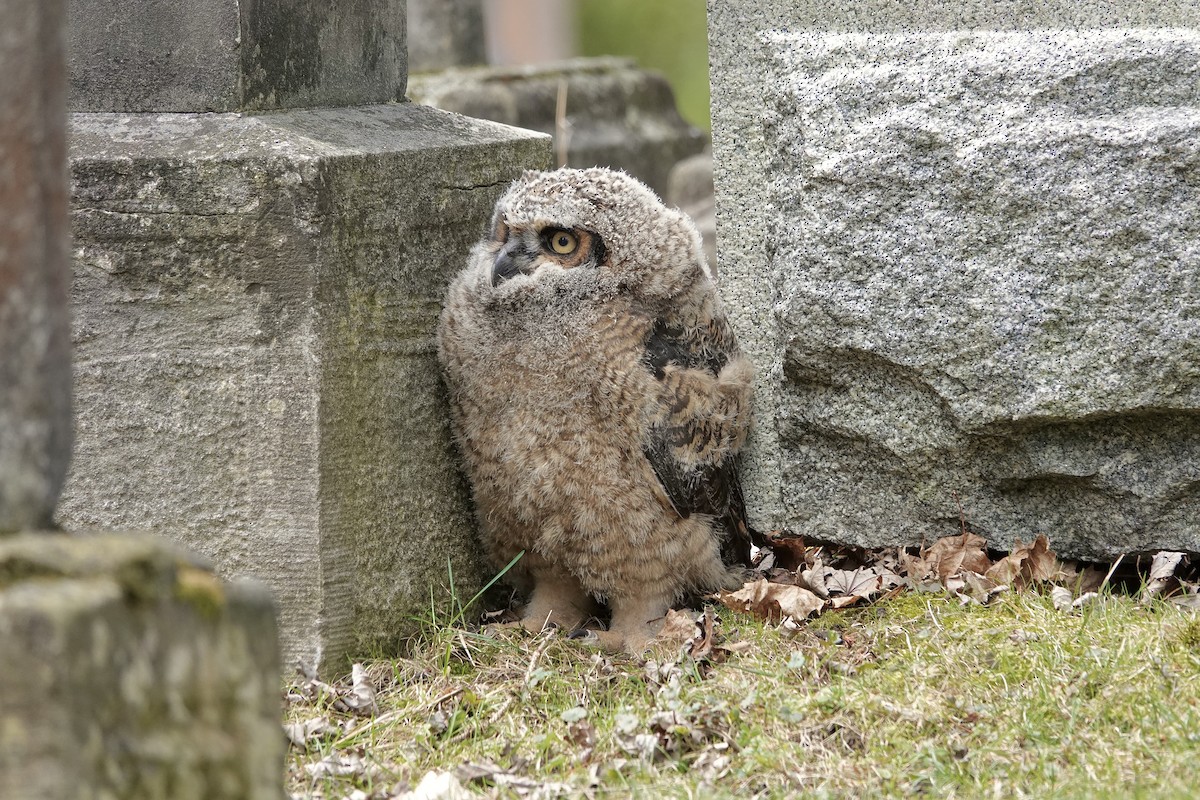 Great Horned Owl - ML633614966