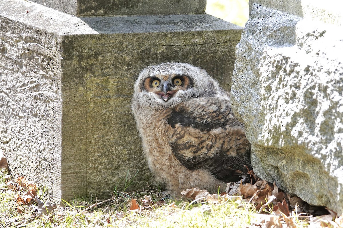 Great Horned Owl - ML633614967