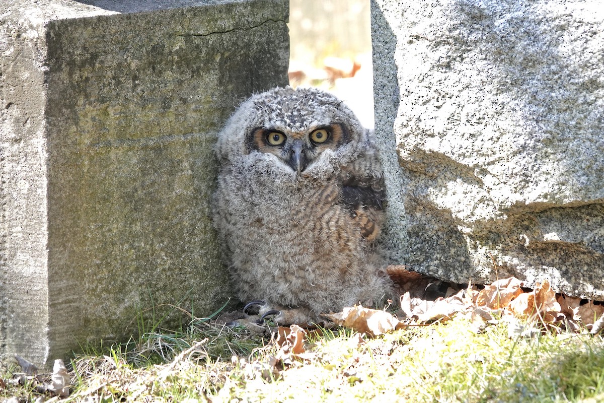 Great Horned Owl - ML633614968