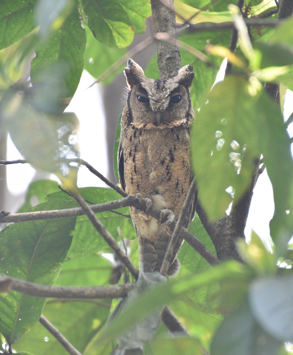 Collared Scops-Owl - ML633614979