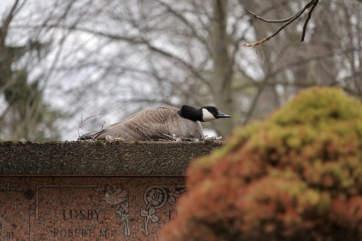 Canada Goose - ML633614987