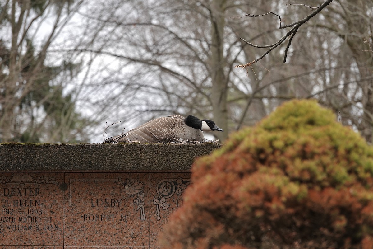 Canada Goose - ML633614988