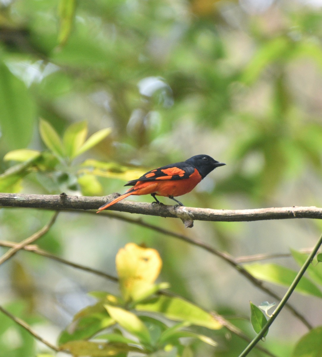 Scarlet Minivet - ML633615051