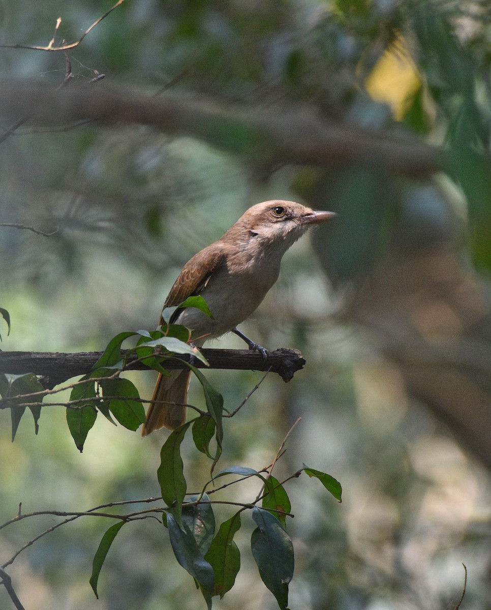 Large Woodshrike - ML633615078