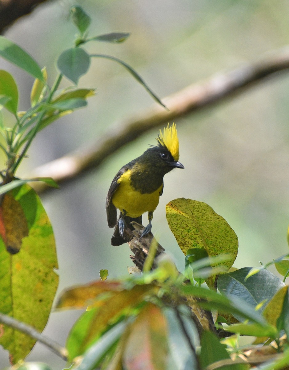 Sultan Tit - ML633615110
