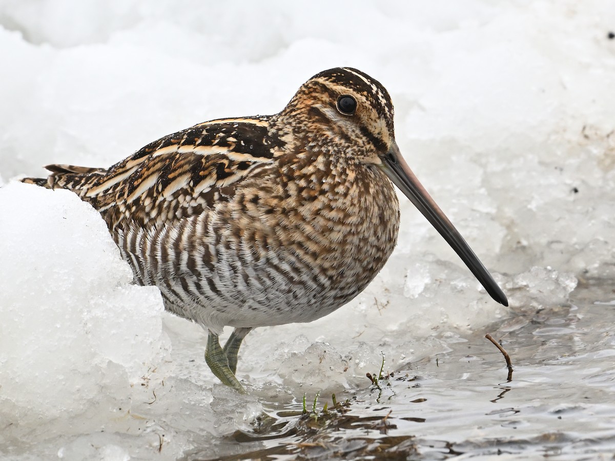 Wilson's Snipe - ML633615146