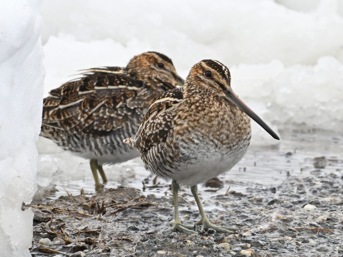 Wilson's Snipe - ML633615157