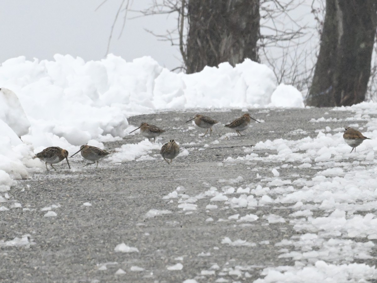Wilson's Snipe - ML633615175